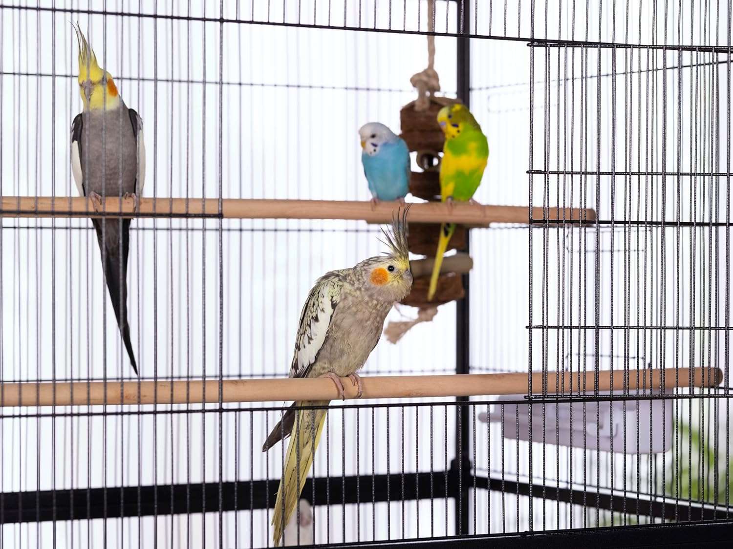 Jaula de vuelo de hierro forjado para aves con perchas y bandeja deslizable.