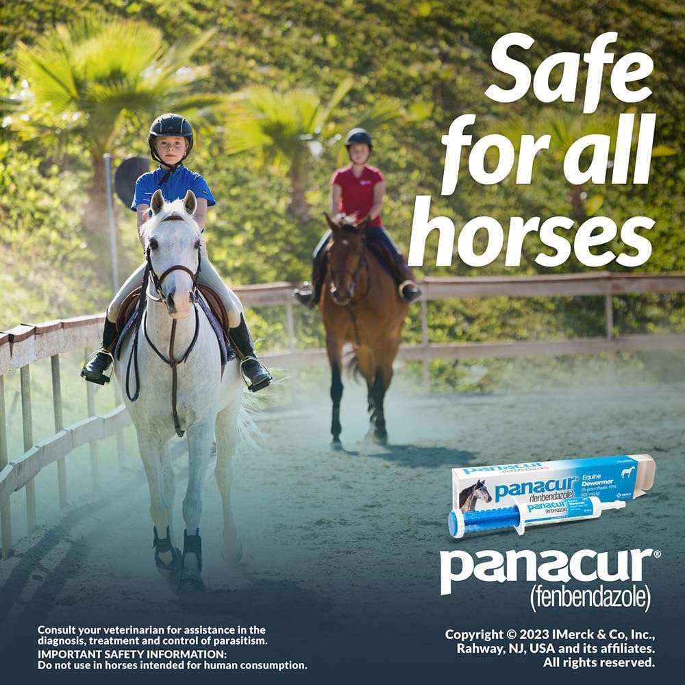 Pasta antiparasitaria Panacur 10% de fenbendazol para el control de parásitos en equinos.