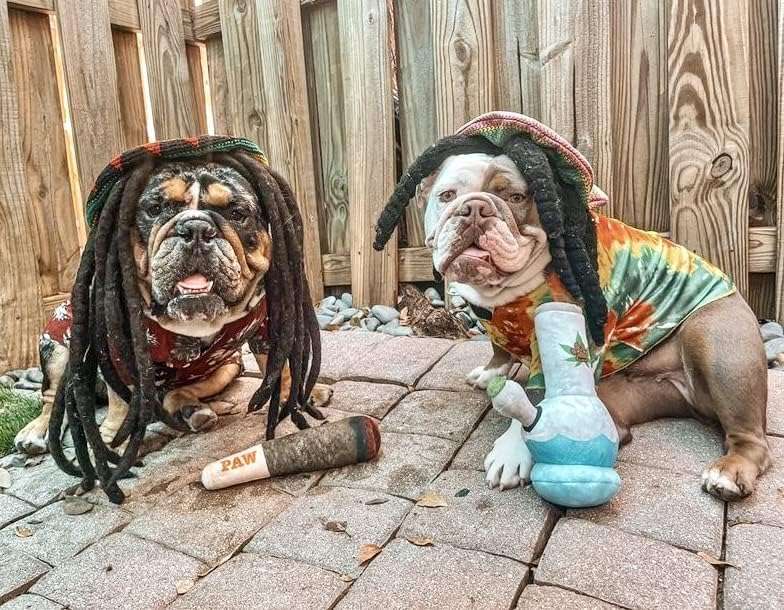Juguete de peluche con sonido para perros en forma de cigarrillo divertido