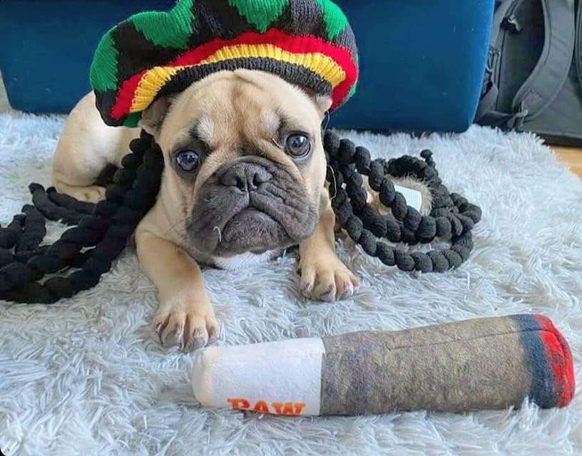Juguete de peluche con sonido para perros en forma de cigarrillo divertido