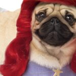 Disfraz de La Sirenita Ariel para Perros y Gatos - Image 2