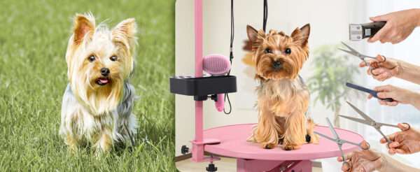 Mesa eléctrica profesional para peluquería canina con superficie giratoria de 360 grados, dimensiones 60x60x99 cm.