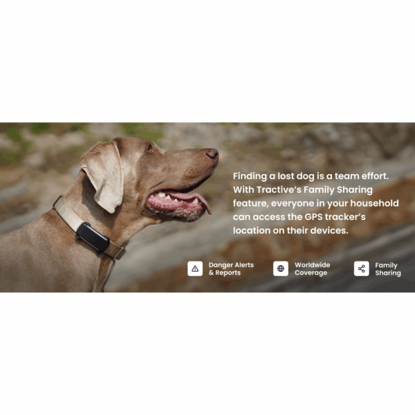 Rastreador GPS para perros en Chile Dispositivo de monitoreo de salud para mascotas Localizador de perros en vivo