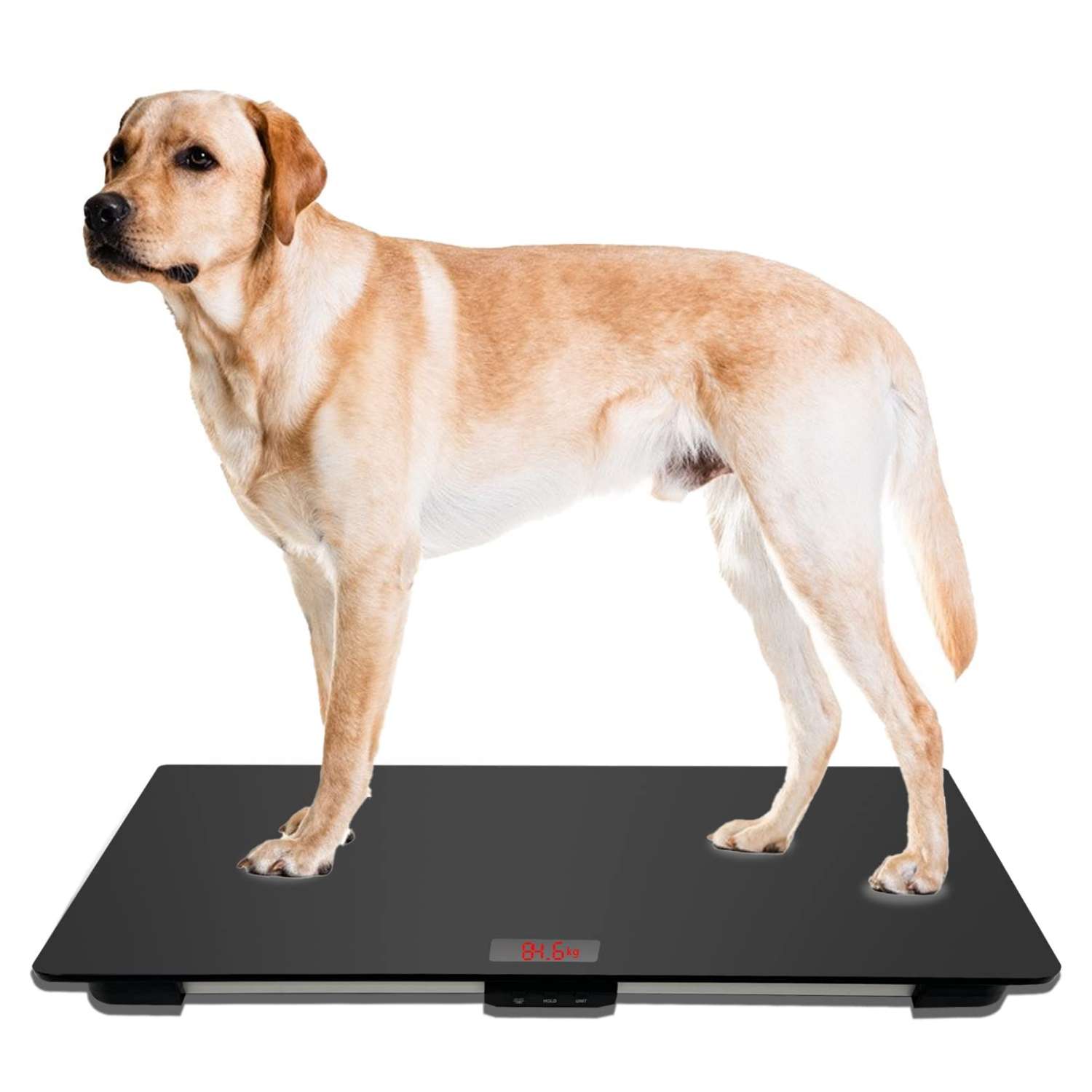 Báscula digital veterinaria para perros grandes, con plataforma antideslizante.