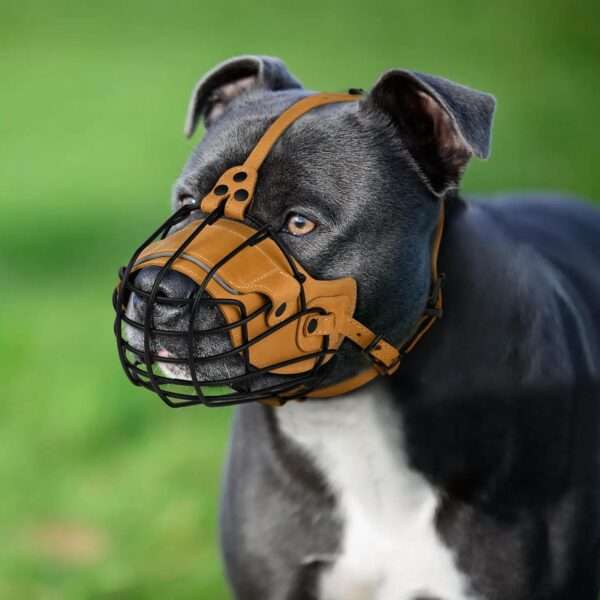 Bozal de cesta de metal para Pitbull. Es un bozal que permite jadear y beber.