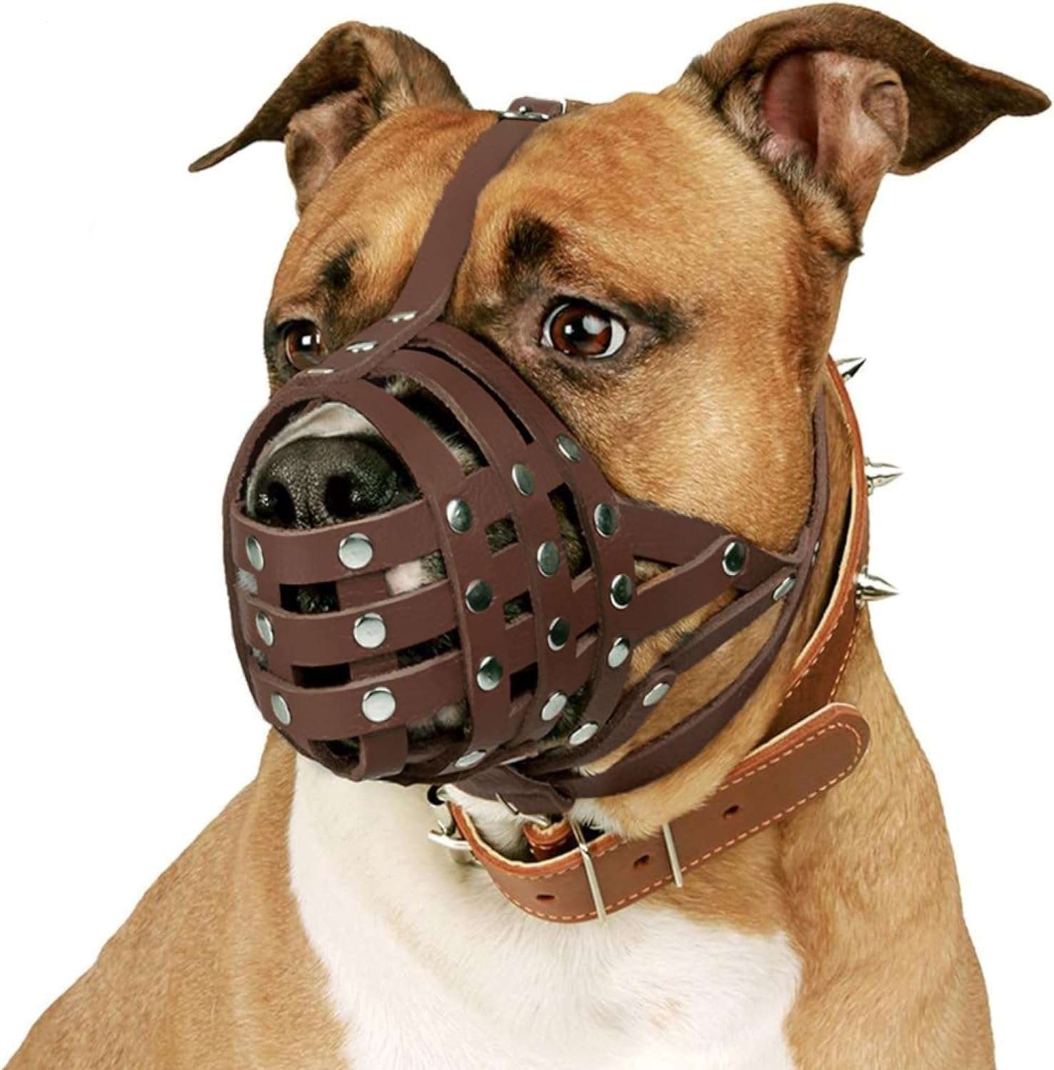 Bozal de cuero de cesta para perros Amstaff y Staffordshire. Es un bozal que permite jadear y beber.