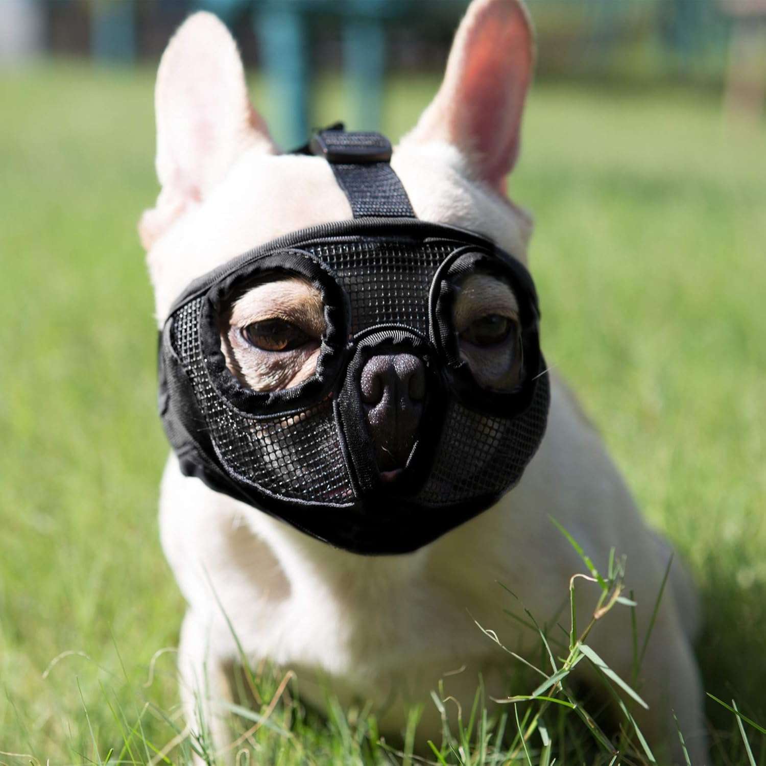 Bozal de malla transpirable para perros de hocico corto, como bulldogs o pugs.