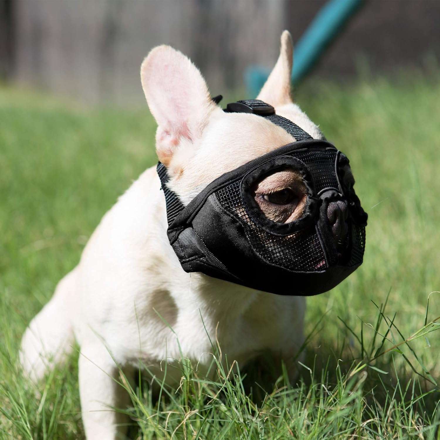 Bozal de malla transpirable para perros de hocico corto, como bulldogs o pugs.