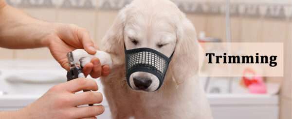 Bozal de Malla para Perros | Bozal Transpirable y Ajustable Antiladridos - Image 11