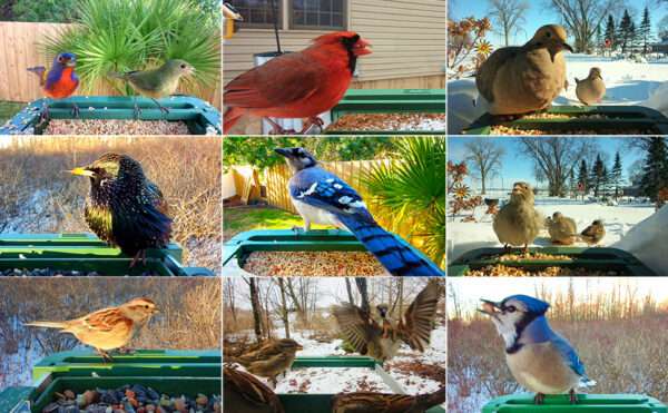 Comedero para pájaros con cámara 4K, detección de IA y Wi-Fi Dual Band, para observación de aves en exteriores.