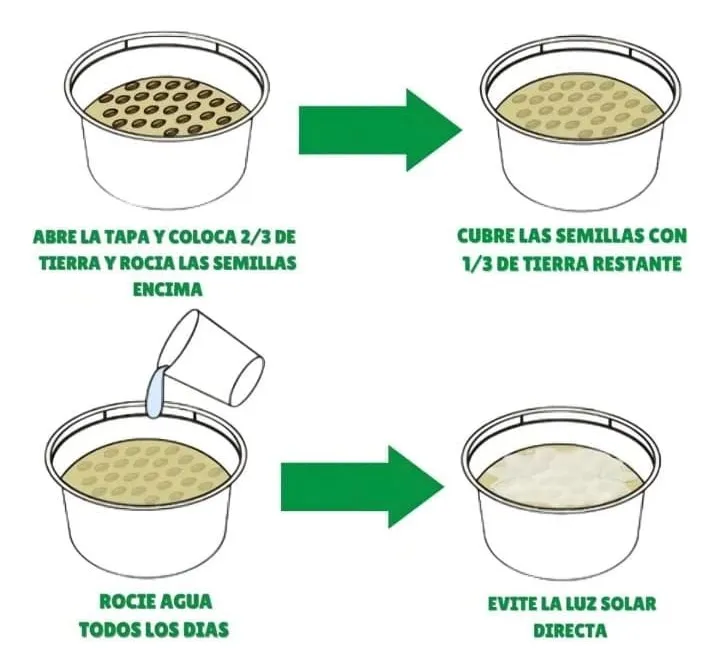 Kit para cultivar hierba gatera fresca en casa.