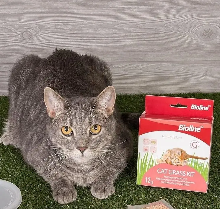 Kit para cultivar hierba gatera fresca en casa.