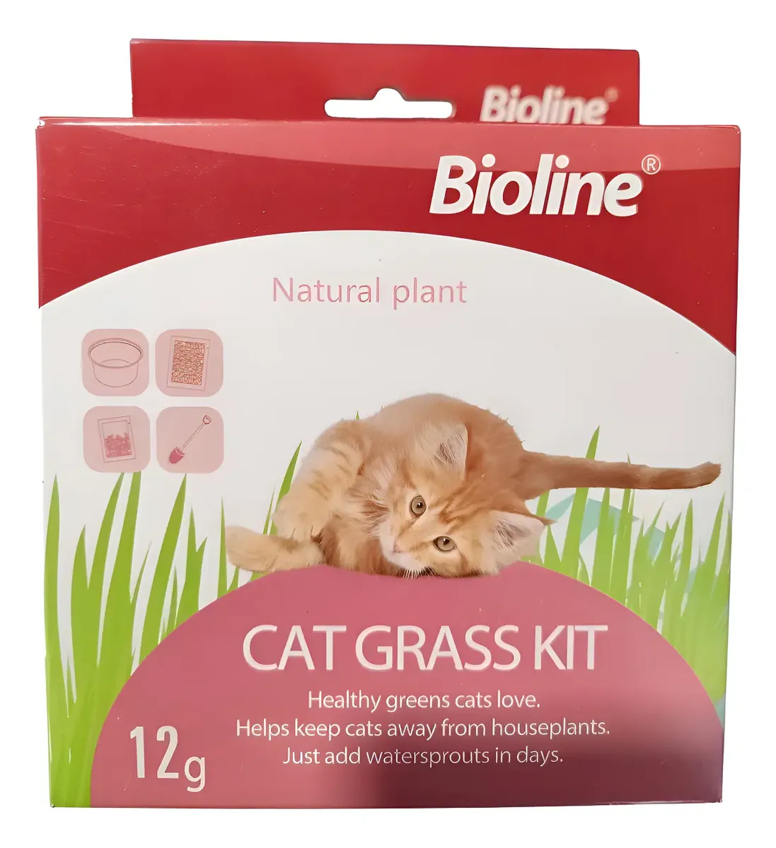 Kit para cultivar hierba gatera fresca en casa.