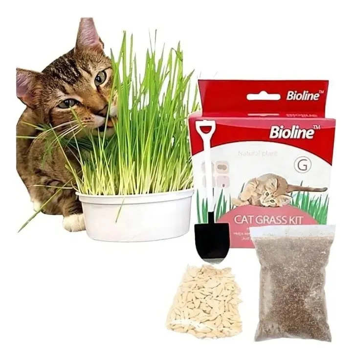 Kit para cultivar hierba gatera fresca en casa.
