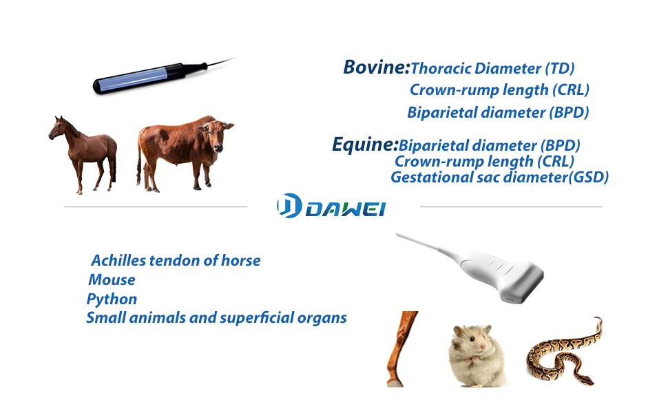 Ecografo veterinario portatil con pantalla LED y sonda convexa para el diagnostico de animales.