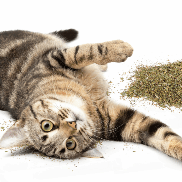 Hierba gatera Catnip para gatos.