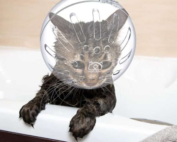 Bozal de gato y protectores de patas de silicona para aseo.