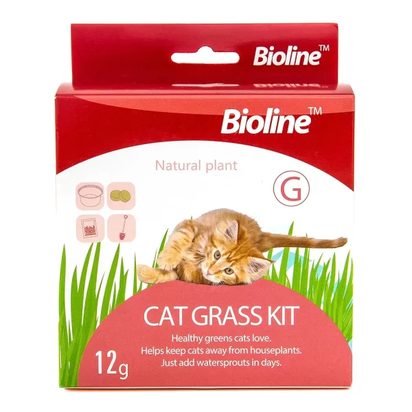 Kit para cultivar hierba gatera fresca en casa.