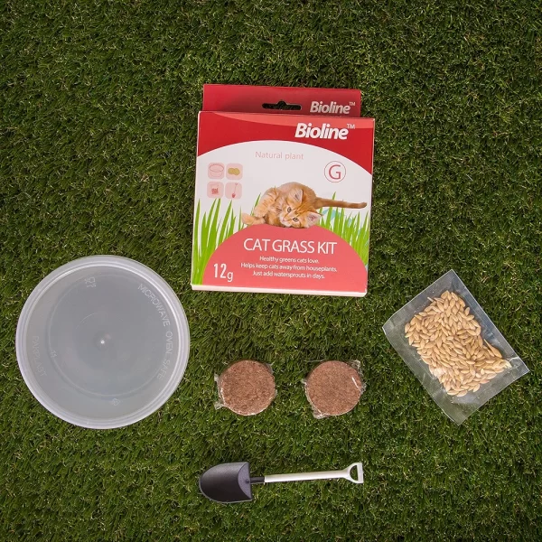 Kit para cultivar hierba gatera fresca en casa.