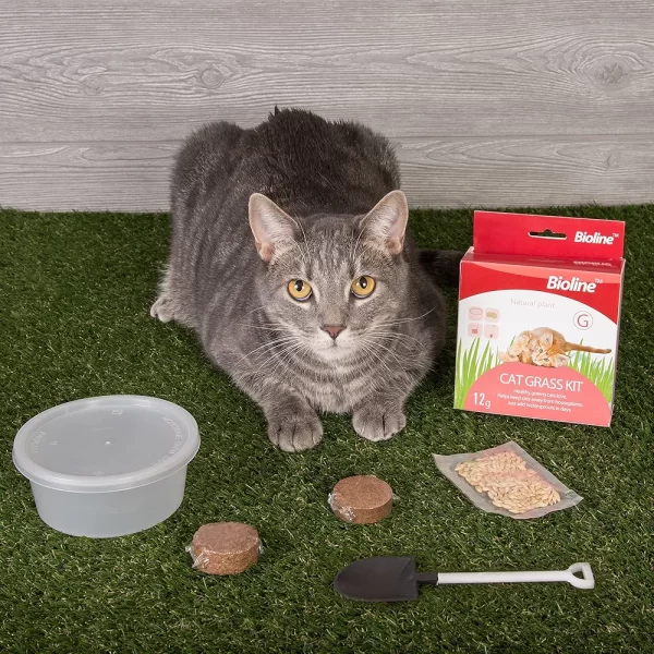 Kit para cultivar hierba gatera fresca en casa.