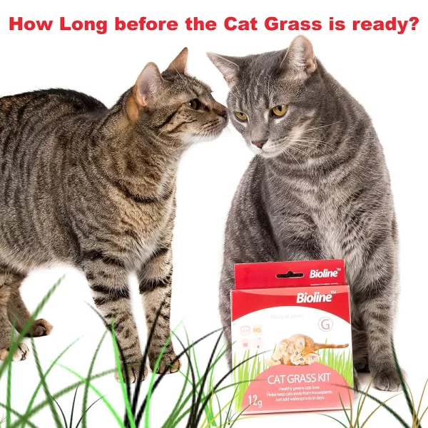 Kit para cultivar hierba gatera fresca en casa.