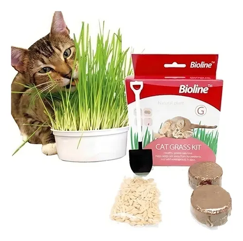 Kit para cultivar hierba gatera fresca en casa.