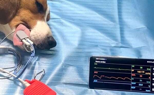 Monitor de oxímetro de pulso veterinario para perros y gatos. Equipo recargable con Bluetooth para monitoreo de SpO2 y ECG de mascotas.