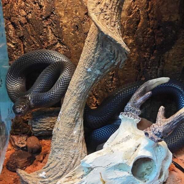 Escondite realista de calavera de Alce hecho de resina, con agujeros que ayudan a la muda natural de reptiles.