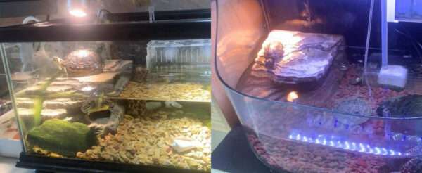 Un escondite de resina para reptiles, con el diseño de una roca natural que sirve como cueva y plataforma para tomar el sol.