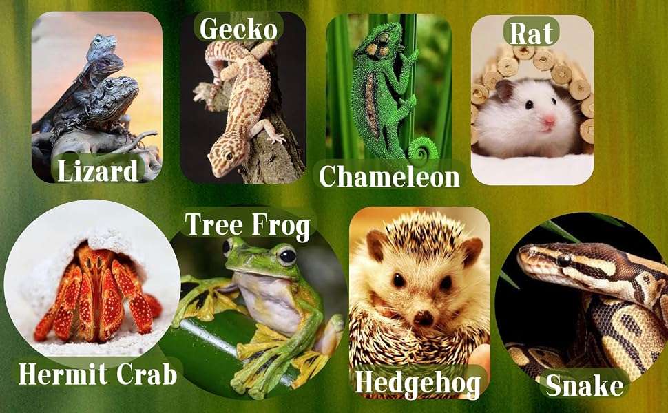 Kit de 10 accesorios para terrario de reptiles, con cabaña de coco natural, puente flexible y enredaderas decorativas.
