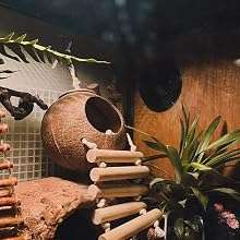 Kit de 10 accesorios para terrario de reptiles, con cabaña de coco natural, puente flexible y enredaderas decorativas.