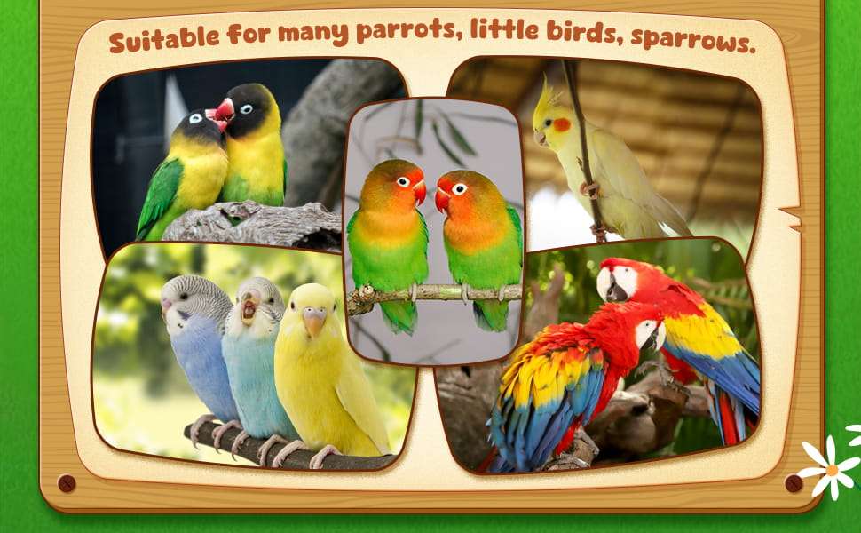 Juguetes para jaula de loros. Un kit de 12 piezas de madera con escaleras, columpios y perchas.