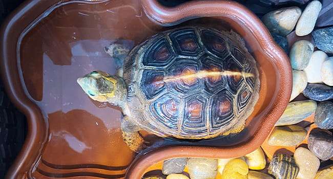 Un kit de 7 accesorios para terrario, que incluye una piscina de plástico con rampa y un set de dos cuencos y plantas artificiales.