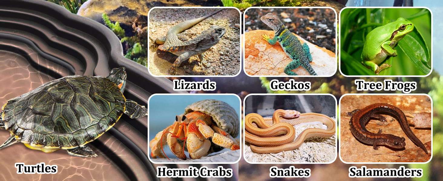 Un kit de 7 accesorios para terrario, que incluye una piscina de plástico con rampa y un set de dos cuencos y plantas artificiales.