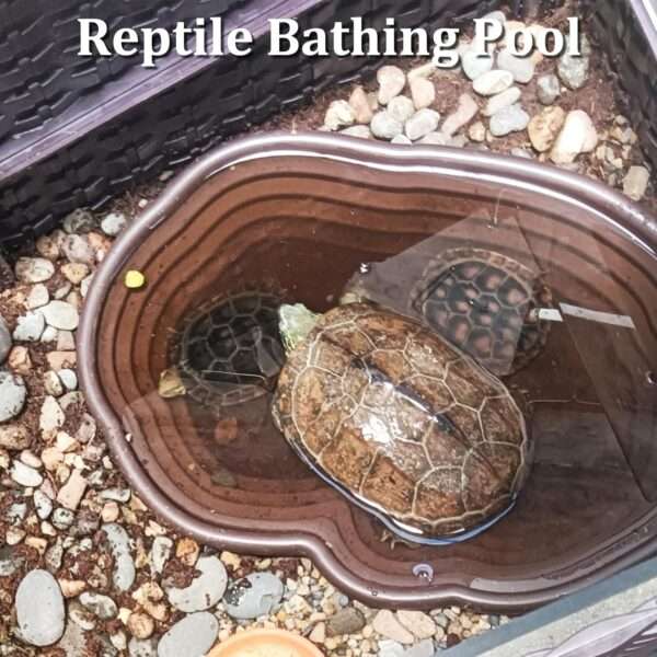 Un kit de 7 accesorios para terrario, que incluye una piscina de plástico con rampa y un set de dos cuencos y plantas artificiales.