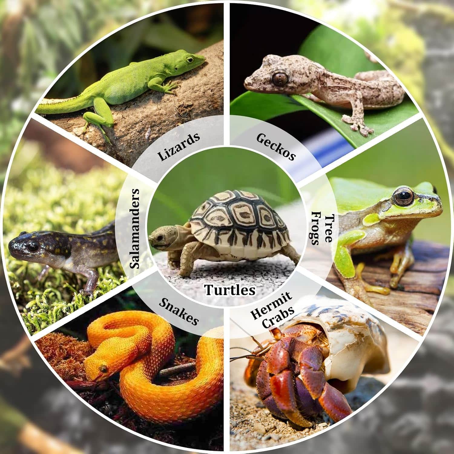 Un kit de 7 accesorios para terrario, que incluye una piscina de plástico con rampa doble desmontable y dos cuencos para comida y agua.
