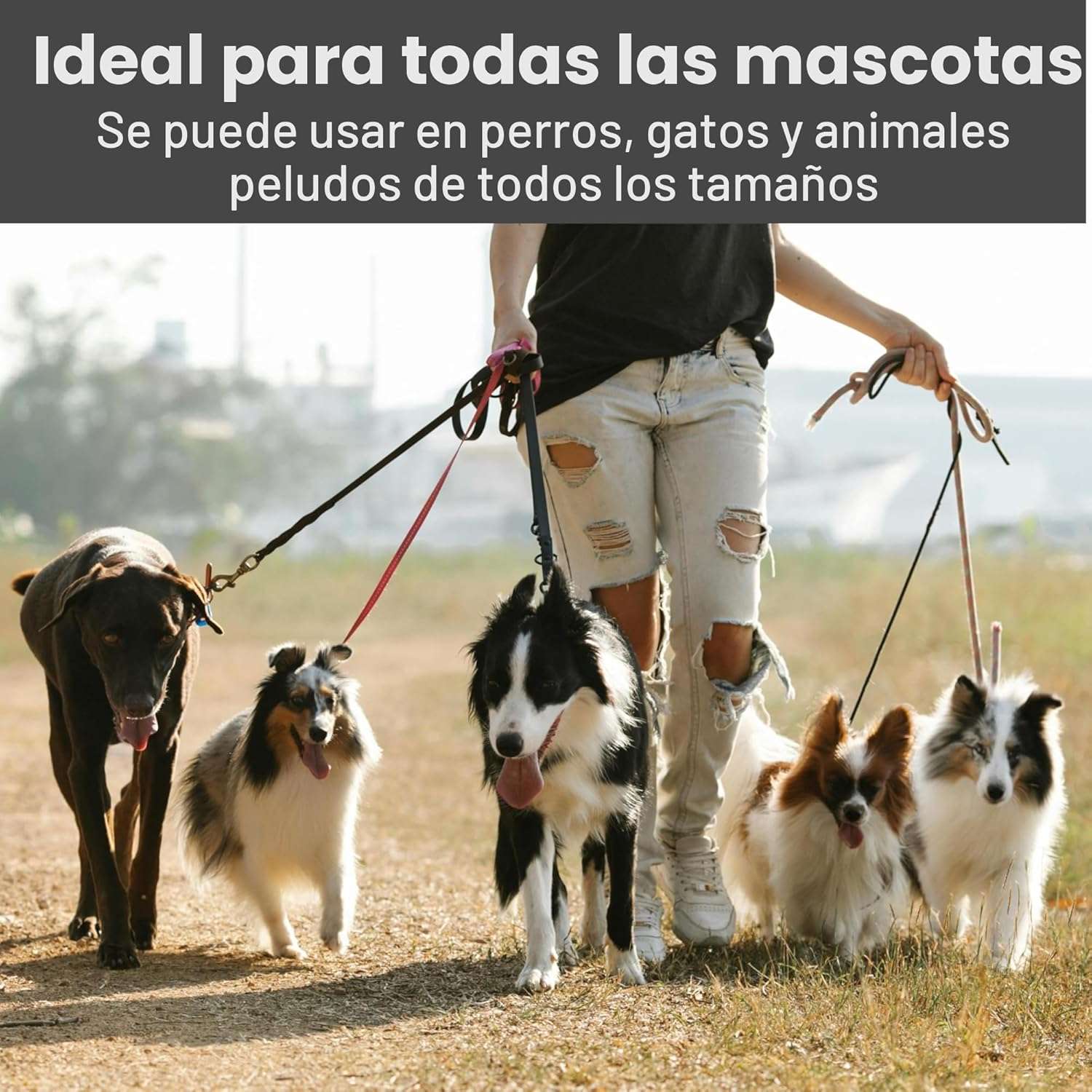 Kit de aseo profesional para perros y gatos.