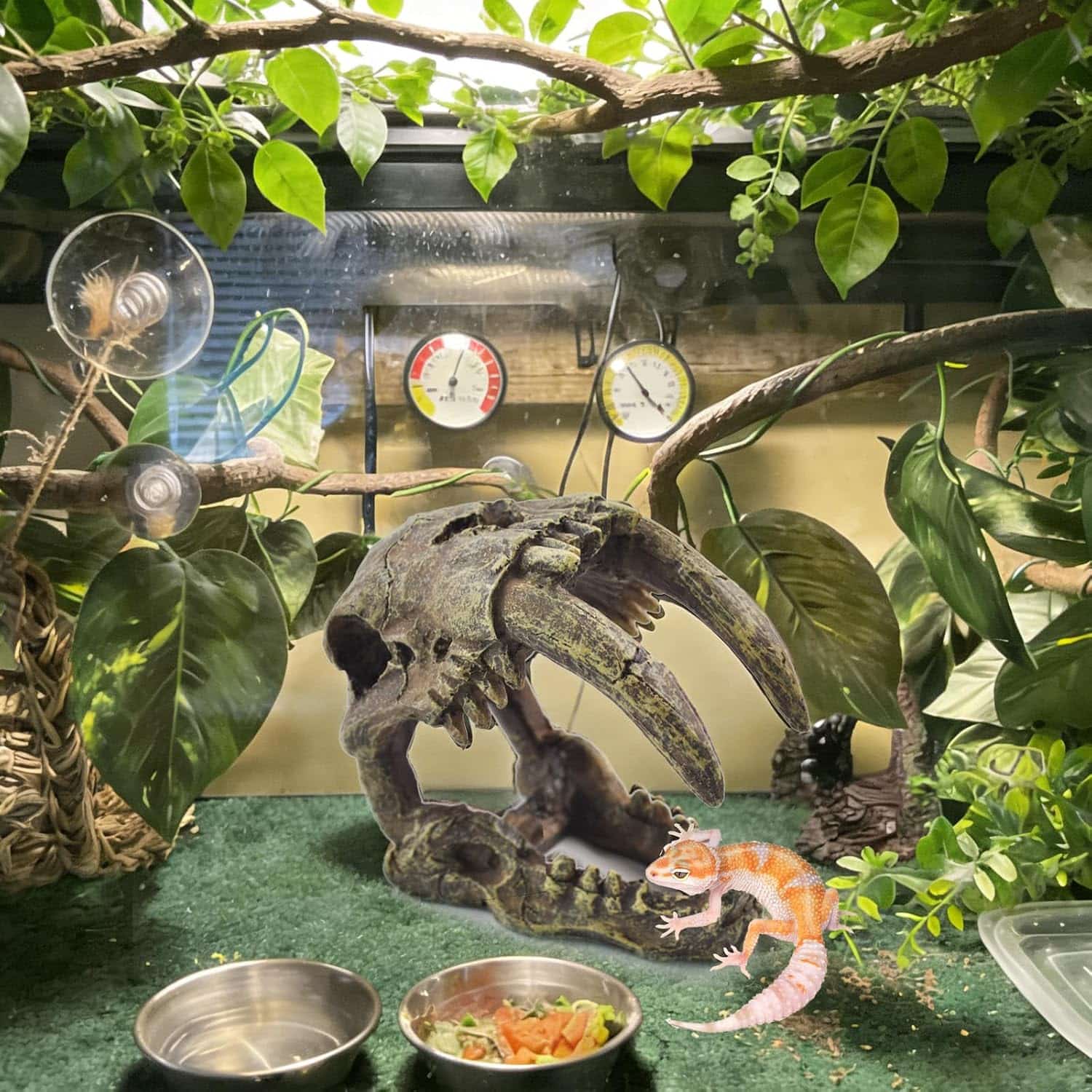 Un kit de decoración de terrario con temática de calavera Diente de Sable, incluyendo una hamaca de fibra natural y enredaderas artificiales.