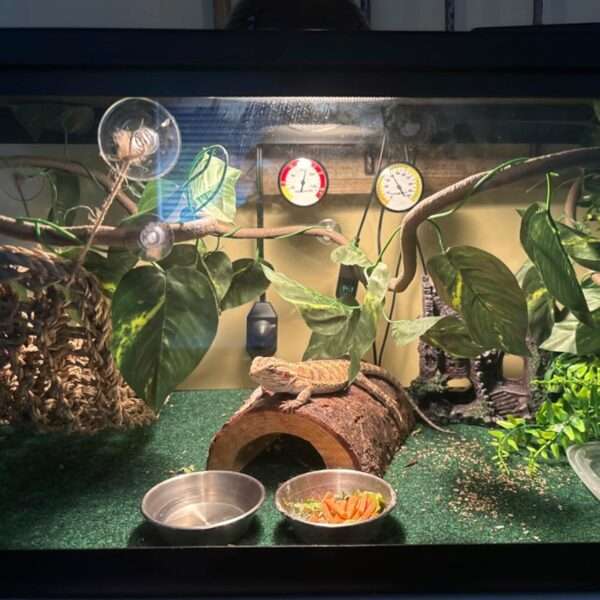 Un kit de decoración para terrario de Dragón Barbudo, mostrando el castillo medieval de resina, una hamaca y plantas colgantes.