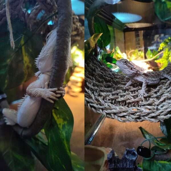 Un kit de decoración para terrario de Dragón Barbudo, mostrando el castillo medieval de resina, una hamaca y plantas colgantes.