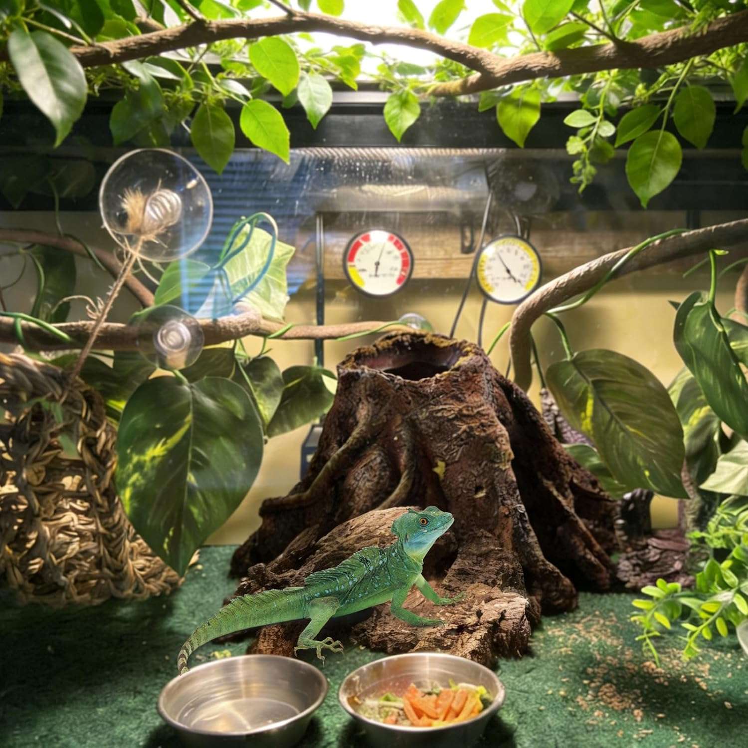 Un kit completo de decoración para terrario, mostrando un tronco escondite de resina, una hamaca y vides, ideal para Dragones Barbudos.