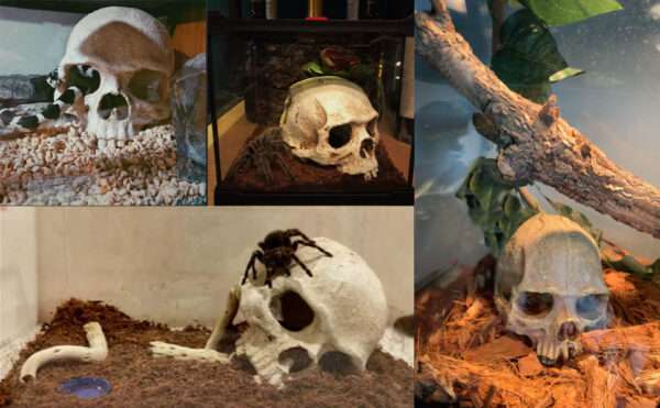 Un kit de decoración de terrario con una calavera humana de resina como escondite y un set de vides trepadoras y follaje artificial.