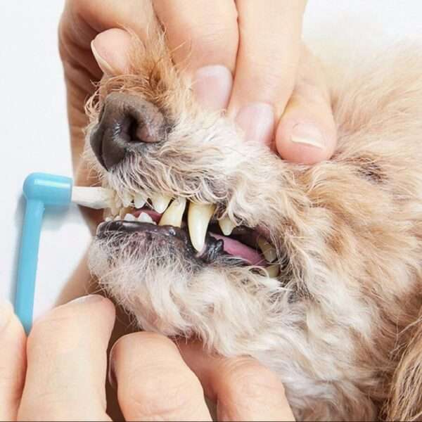Kit de higiene dental 9 en 1 para perros. Cepillos de dientes para sarro y placa.