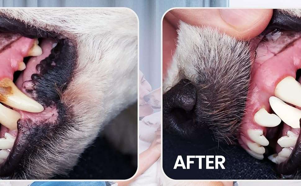 Kit de higiene dental para perros y gatos. Incluye cepillo y pasta de dientes.