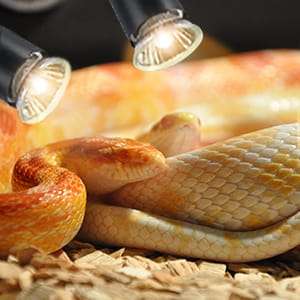 Lámpara de doble cabezal para reptiles con temporizador de ciclo automático (24H) y cuello de cisne 360°.