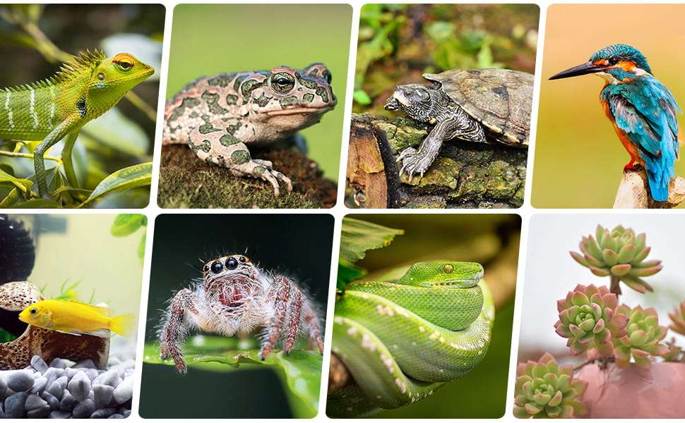 Lámpara de doble cabezal para reptiles con temporizador de ciclo automático (24H) y cuello de cisne 360°.