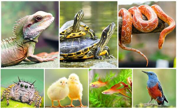 Lámpara de triple cabezal para reptiles con temporizador, 4 bombillas 50W y cuello de cisne 360° de metal.