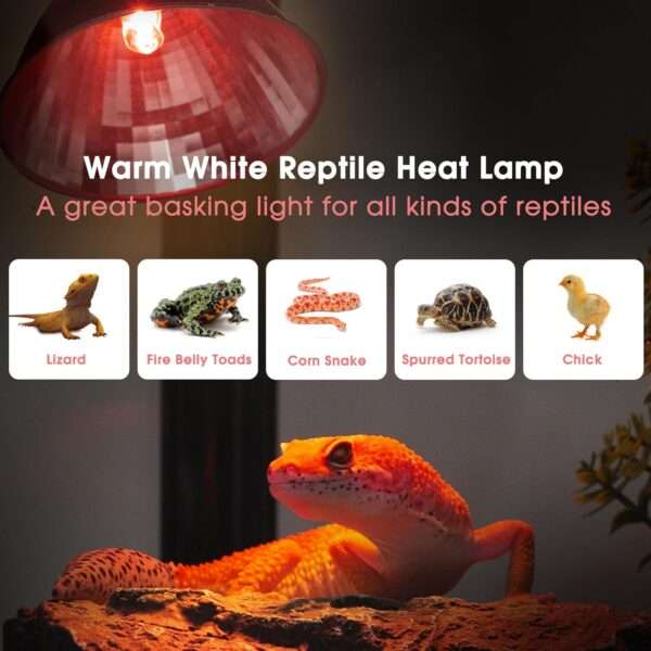Lámpara de calor regulable (50W) para reptiles, con reflector de aluminio y luz UVA para aumentar la digestión.