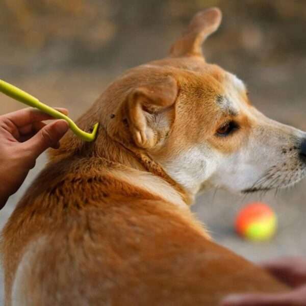 Kit de peines para perros y gatos. Incluye peine antipulgas y peine de dientes finos.