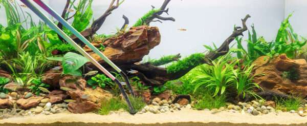 Pinzas de alimentación extra largas (38 cm) con puntas de goma para reptiles, seguras e higiénicas.